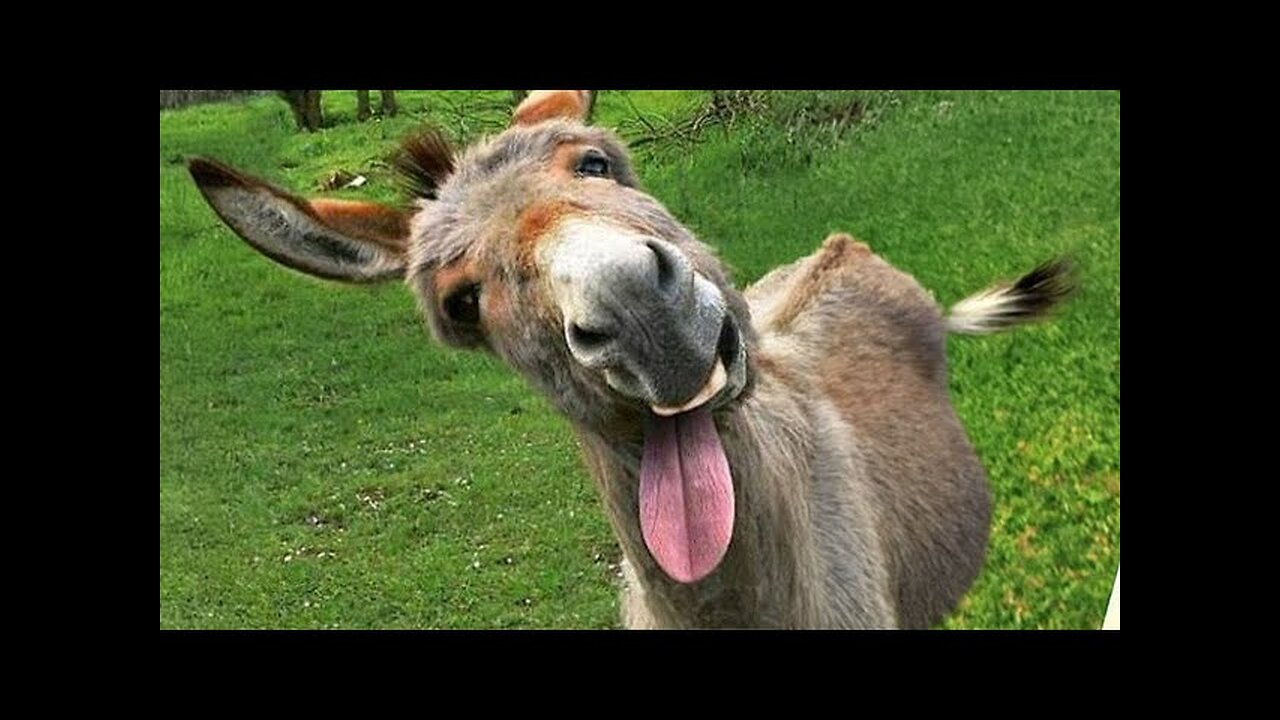 Funny animals