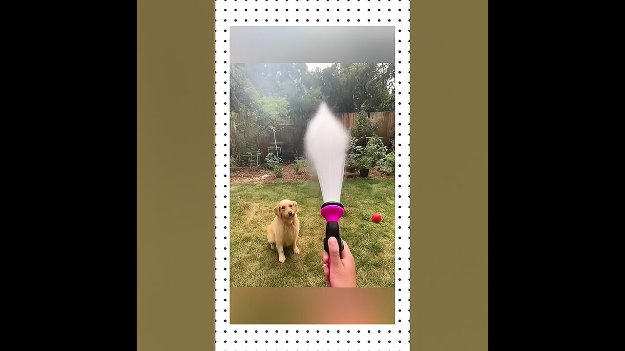 You Won't Believe What This Dog Did... 😂🐶