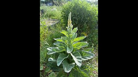 🌿 Mullein, A natural remedy for cough & lungs