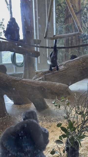Baby gorilla swinging at Columbus zoo