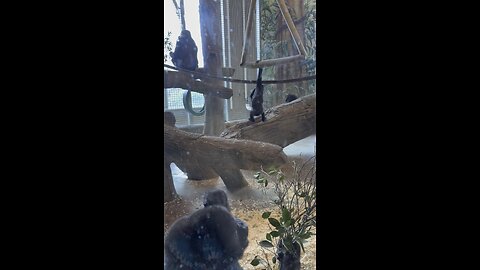 Baby gorilla swinging at Columbus zoo