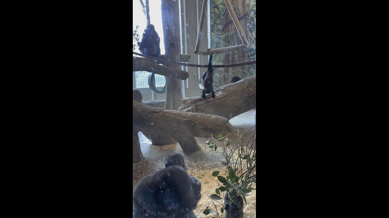 Baby gorilla swinging at Columbus zoo