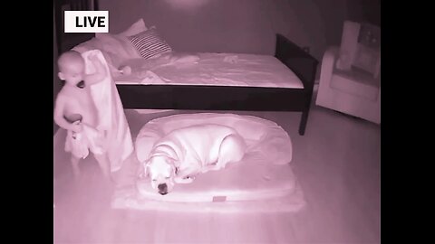 Mom found out why her toddler sneaks out of bed at night..🥰😍🐶