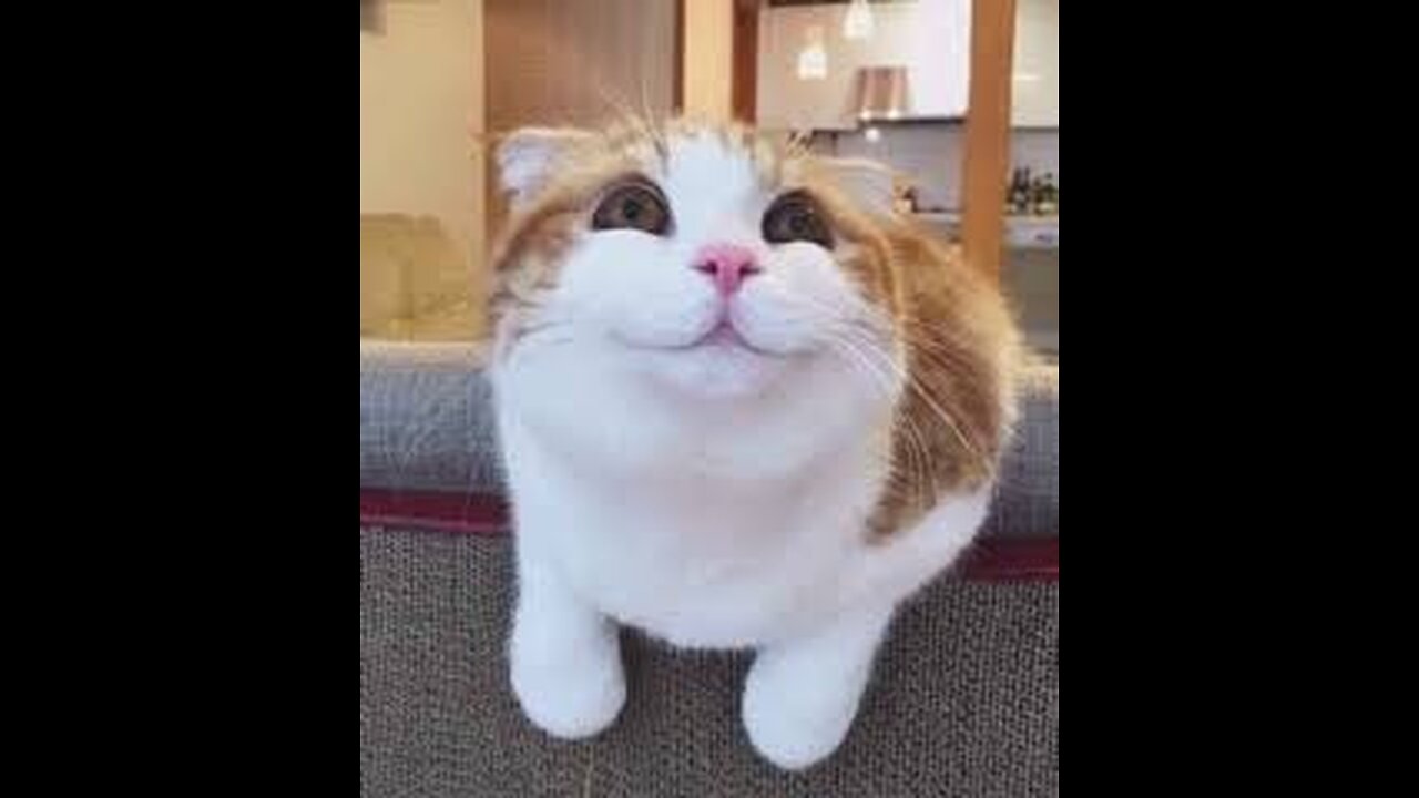 Funny and Cute Cats Collection - Part 39