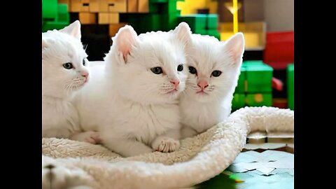 Cute Cat Gif