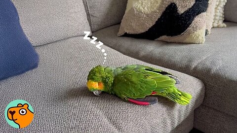 Huge Parrot Was So Hard to Handle Until A Girl Saved Him | Cuddle Buddies
