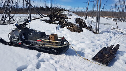 March 12, 2025 - Beaver & Muskrat Trapping