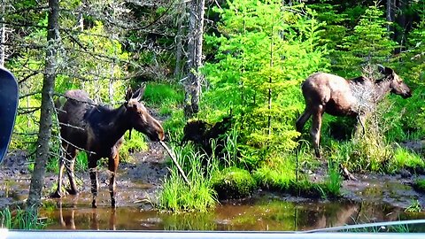 Moose on the Loose