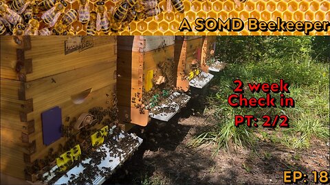 SOMD Beekeeping ep: 18 - 2 week check in - PT 2