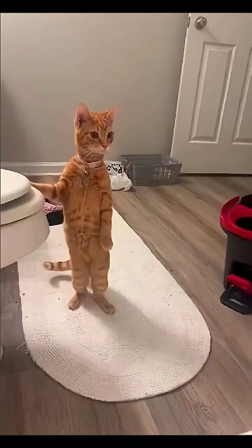 You could watch this forever!