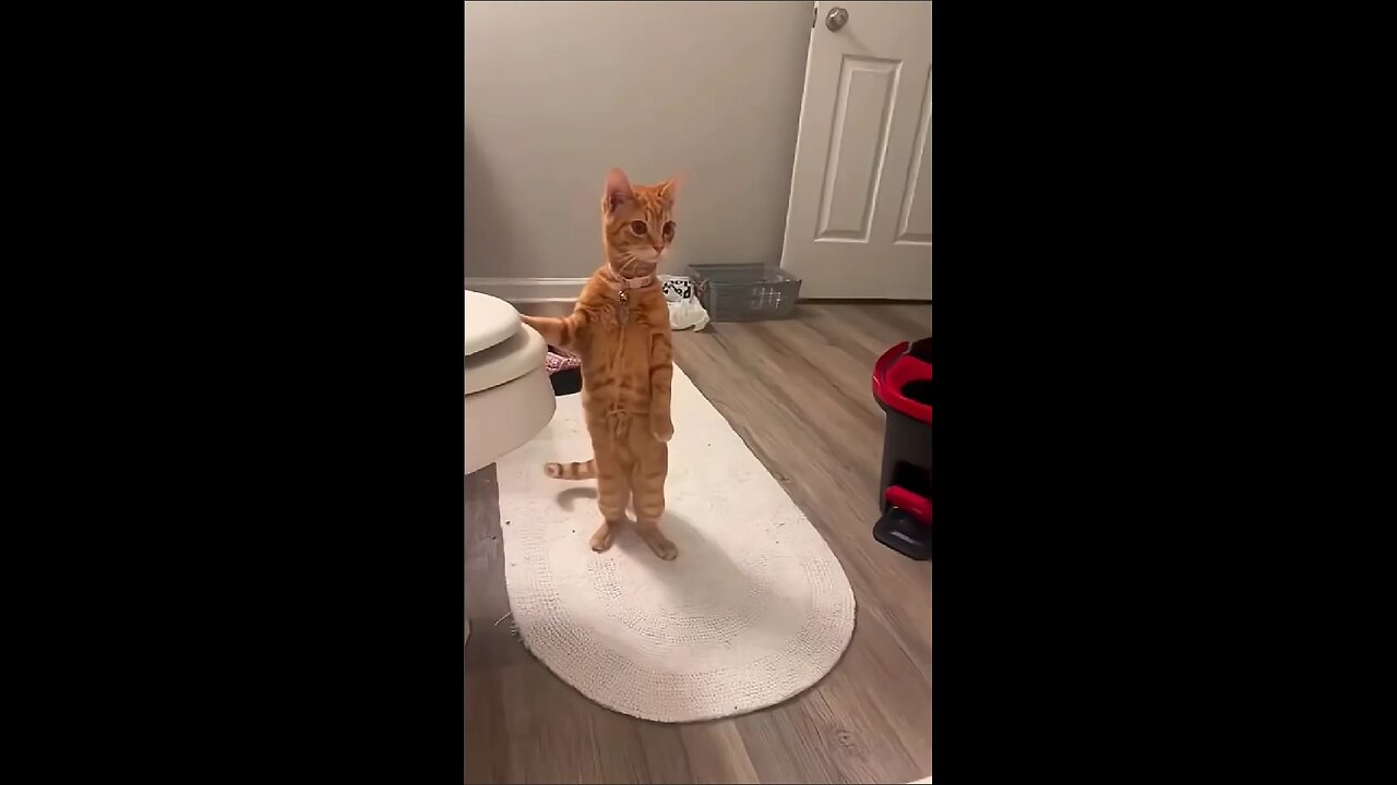You could watch this forever!