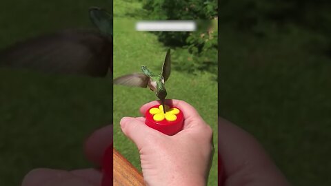 The dog saved the hummingbird and its owner took care of the bird