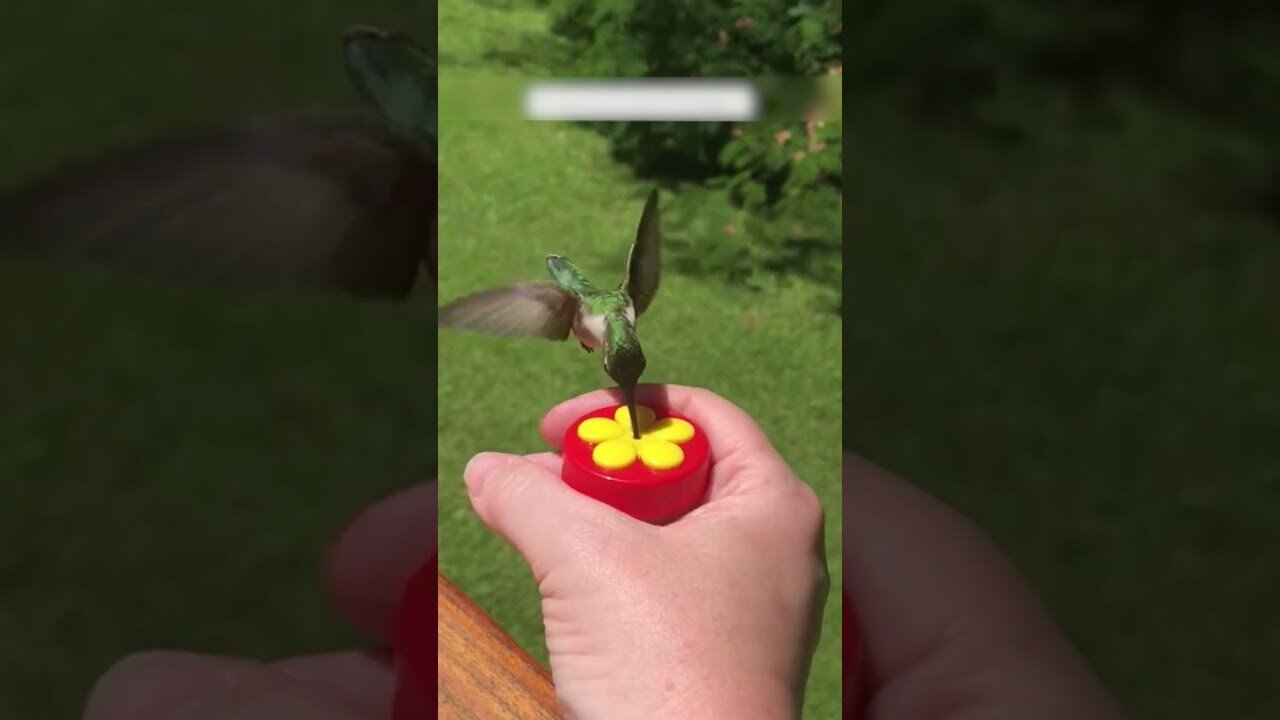 The dog saved the hummingbird and its owner took care of the bird