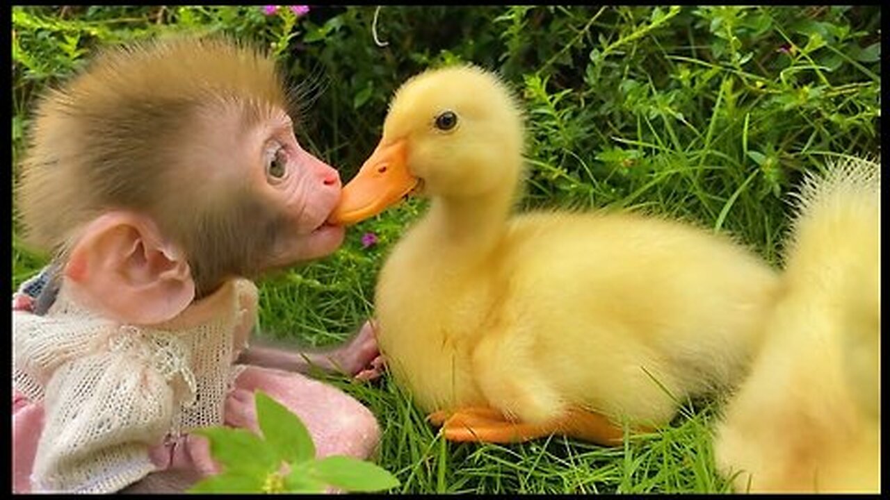 Bonmonkeykiki kissing baby duck 😍😘|| animalht duck&Kiki monkey ??.