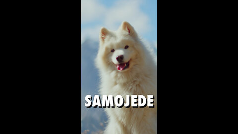 Der Samojede – ein flauschiger Traum aus Sibirien! 🐶❄️