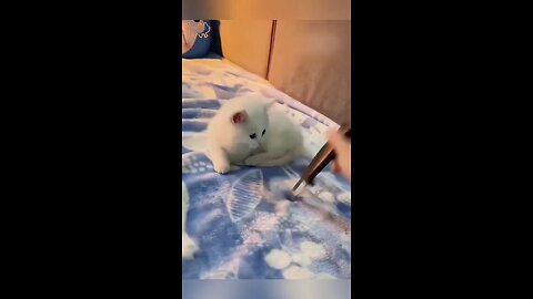 funny Cat's