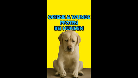 Wunde & offene Pfoten bei Hunden.