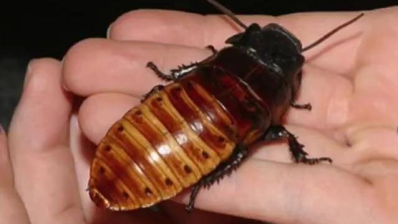 The Franklin Cover-Up (1988) In Congress. And to this day