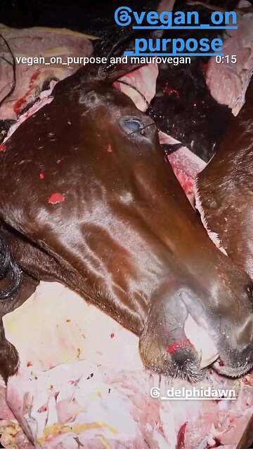 What Happens To Racehorses 💔👎😡