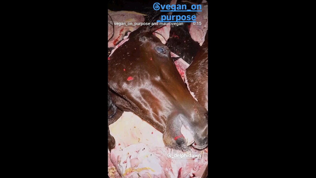 What Happens To Racehorses 💔👎😡