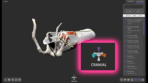 Interface update - positioning gizmo labels - 3D veterinary anatomy