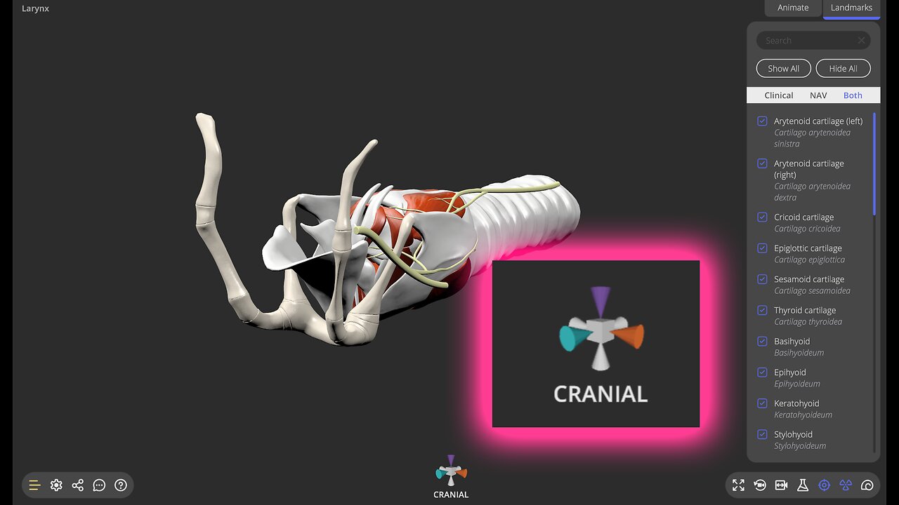 Interface update - positioning gizmo labels - 3D veterinary anatomy
