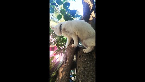 Show Off Cat