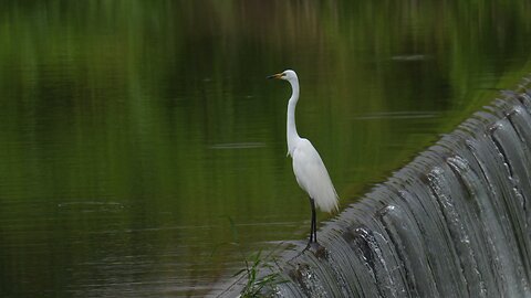 BEAUTIFUL NATURE AND BIRDS