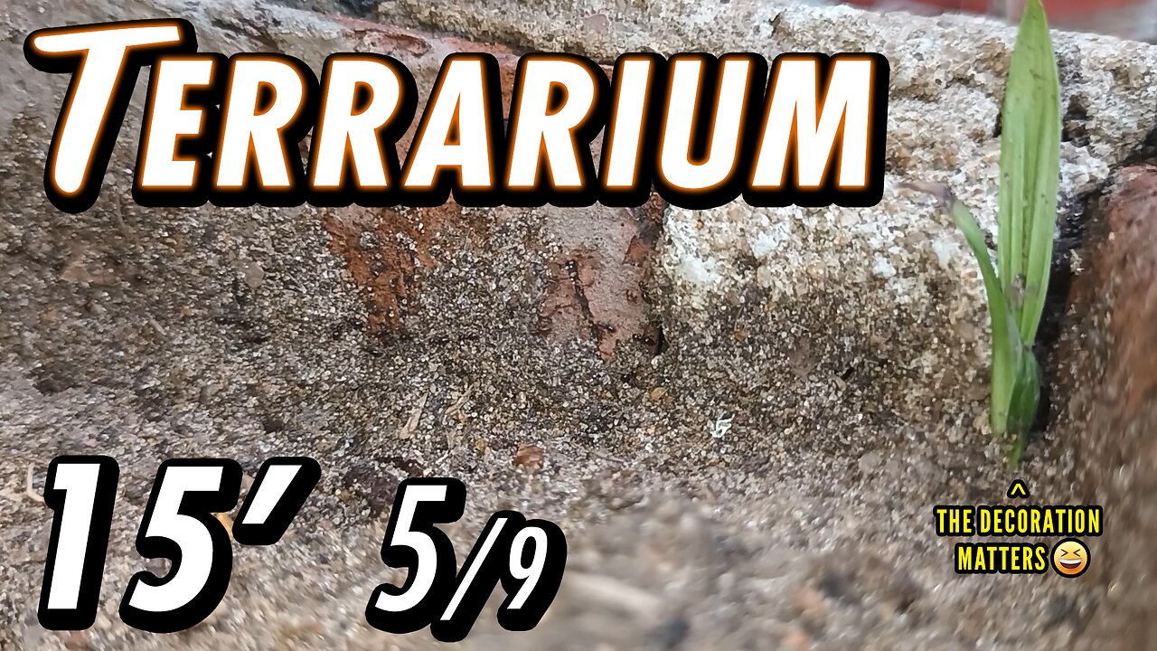 ASMR | The march of the tiny ants, doing God knows what - 15' 5/9