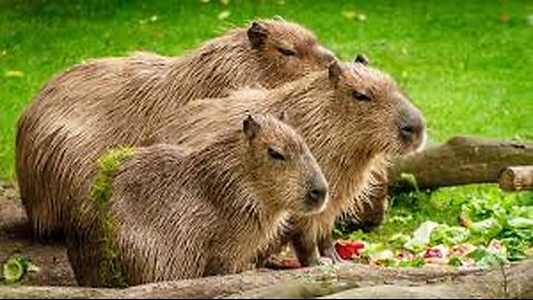 What Are Capybaras Anyway ? Amazing and Chill Too !