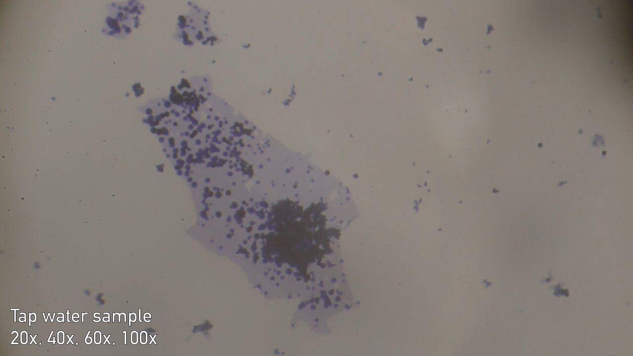 2026-01-14 Tap water sample (contamination day 7)