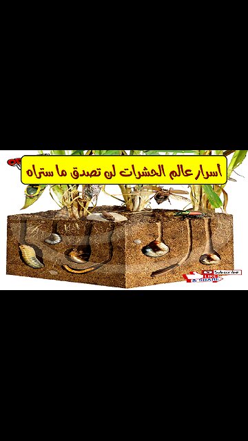 أسرار عالم الحشرات لن تصدق ما ستراه!