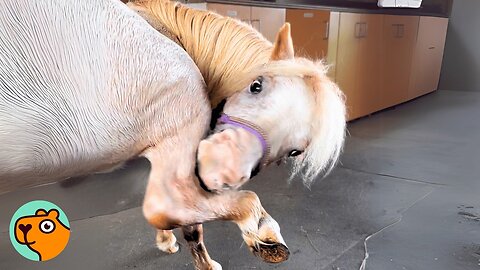 Mini Horse Makes The Whole Farm Laugh 24/7 | Cuddle Buddies