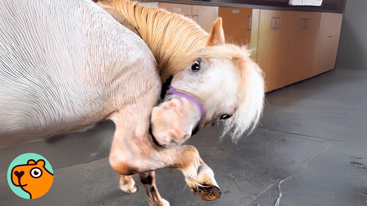 Mini Horse Makes The Whole Farm Laugh 24/7 | Cuddle Buddies