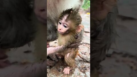 Baby monkey shivers after it rains