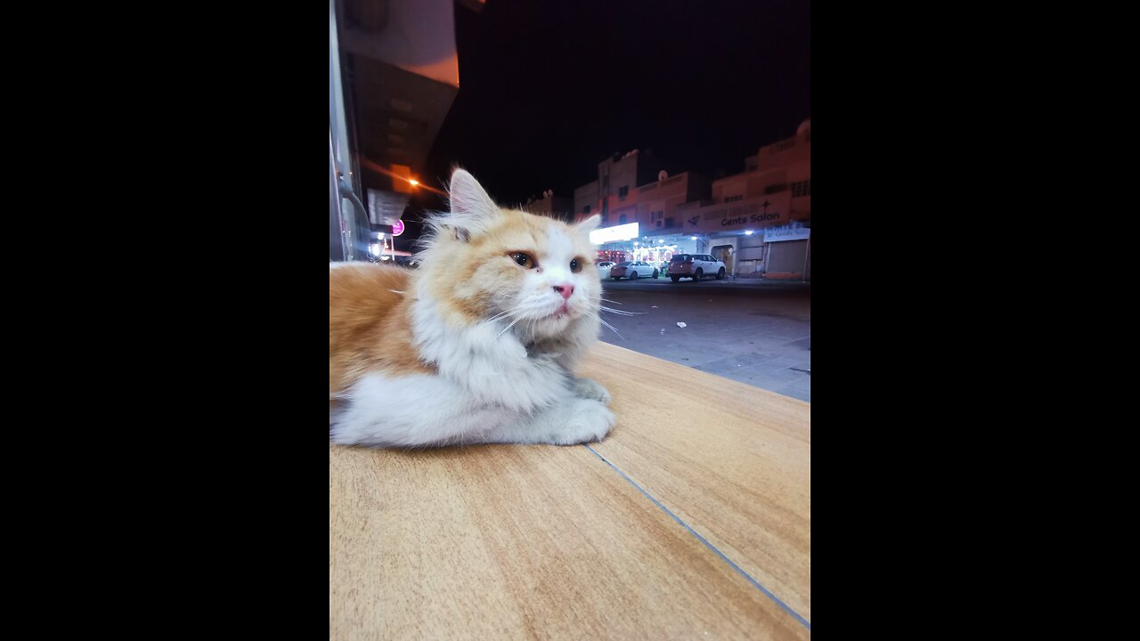 Someone else's favorite cat is on the street!!