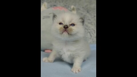 Funny Cats and Dogs
