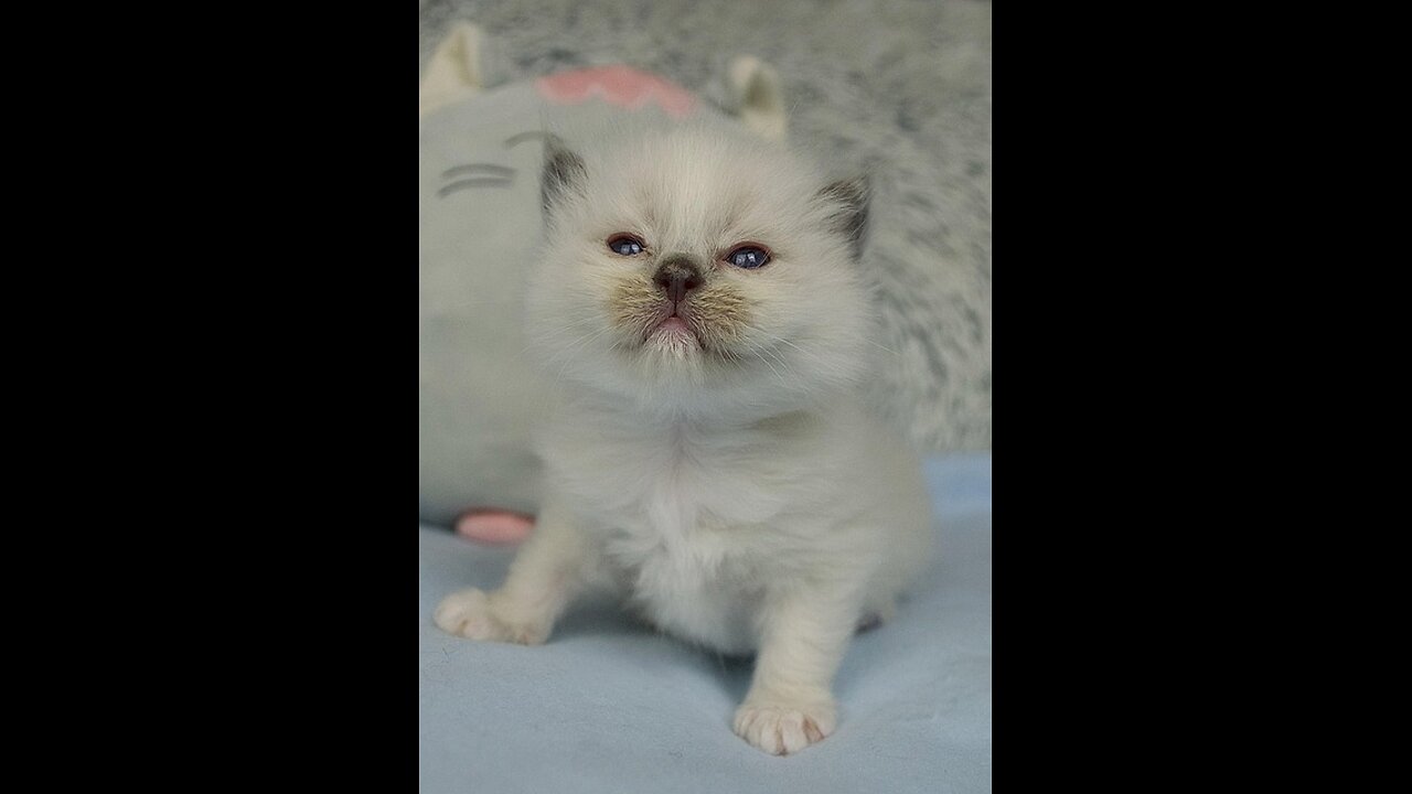 Funny Cats and Dogs