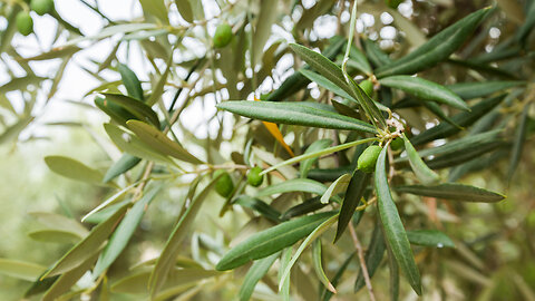 Got Me Olives