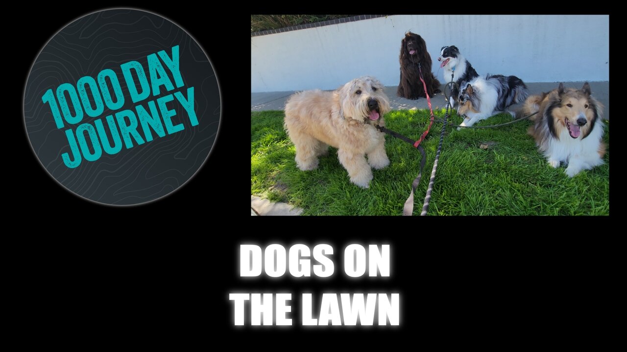 1000 Day Journey 0628 Dogs on the Lawn... My Sunday