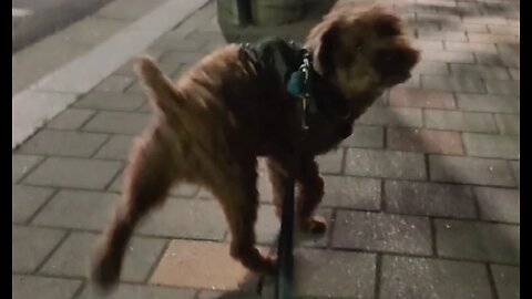 Dog Turns Into Michael Jackson After Pooping 똥 싸고 마이클잭슨 소환한 강아지