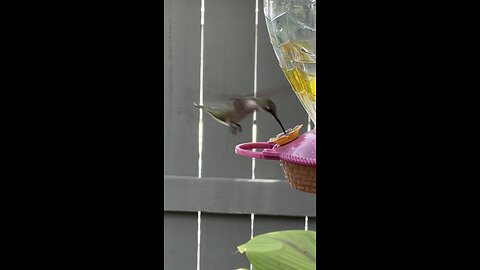 Humming bird