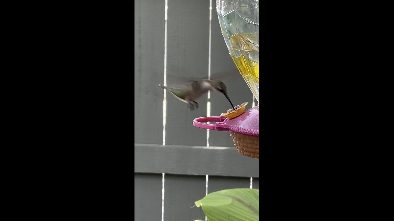 Humming bird
