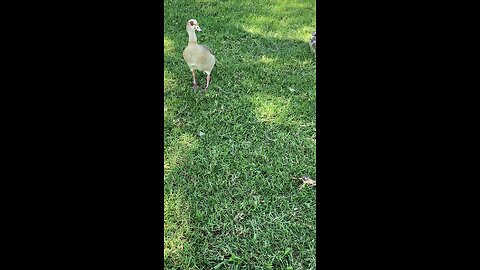 Egyptian Goose 🪿 #egyptiangoose #goose #followme #shorts #viral #trending
