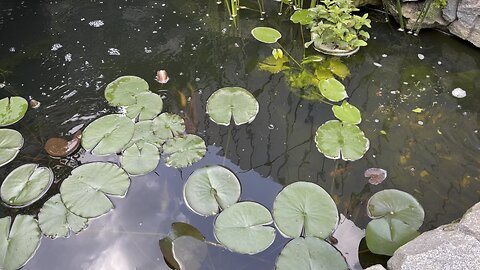 Oasis