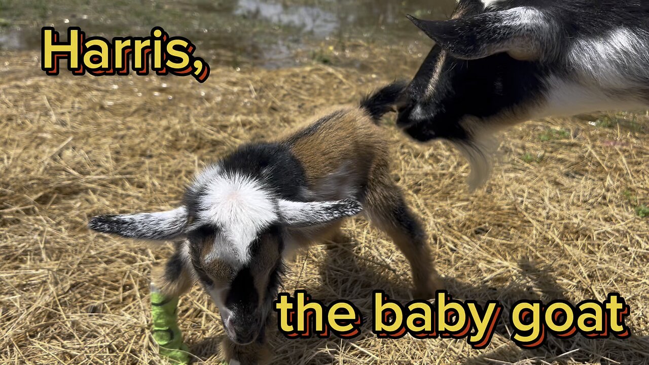 Harris, the cute baby goat is still struggling but with a little help things can improve.