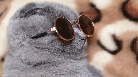 Cute gray cat with dark glasses turning his face to the camera