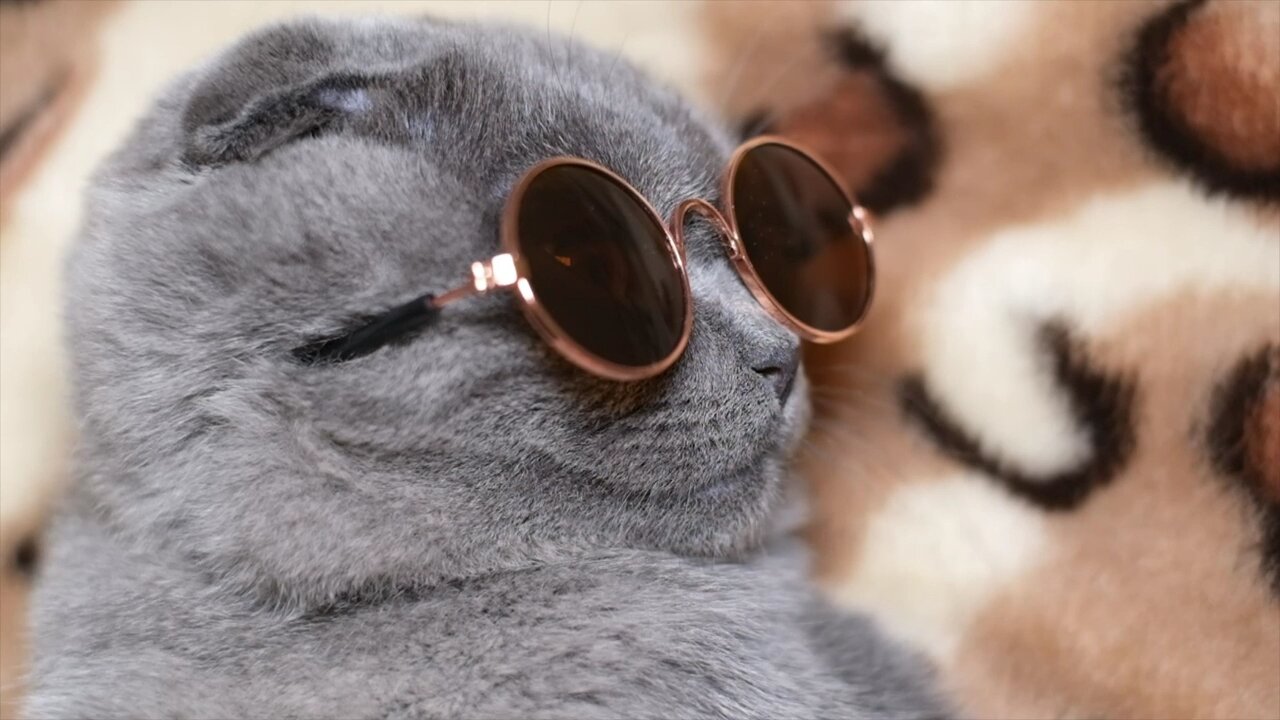 Cute gray cat with dark glasses turning his face to the camera