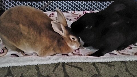 Happy Easter from the love buns! (Late upload lol)