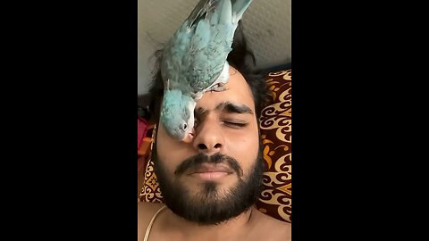 My parrot tries preening me